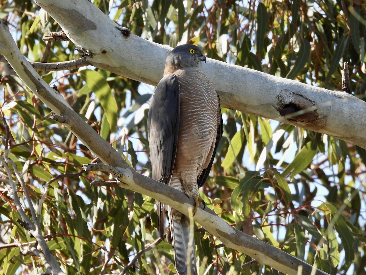 Collared Sparrowhawk - ML624144544