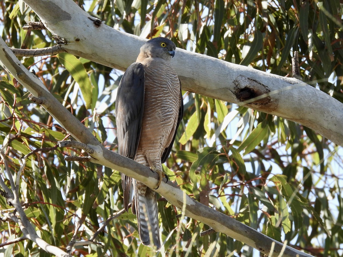 Collared Sparrowhawk - ML624144545