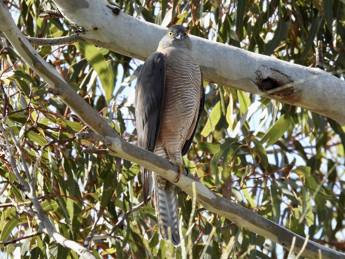 Collared Sparrowhawk - ML624144546