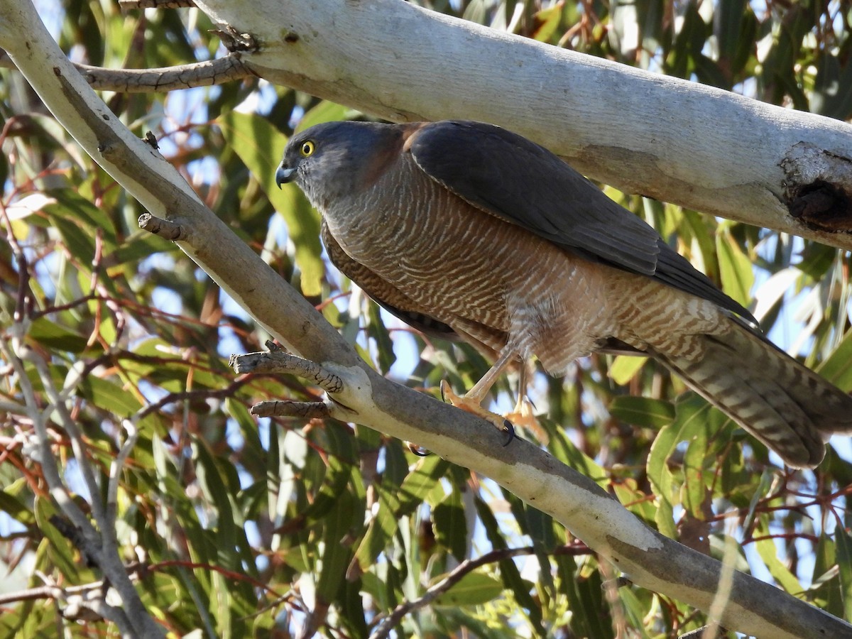 Collared Sparrowhawk - ML624144547