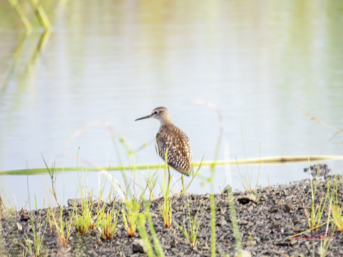 Wood Sandpiper - ML624144548