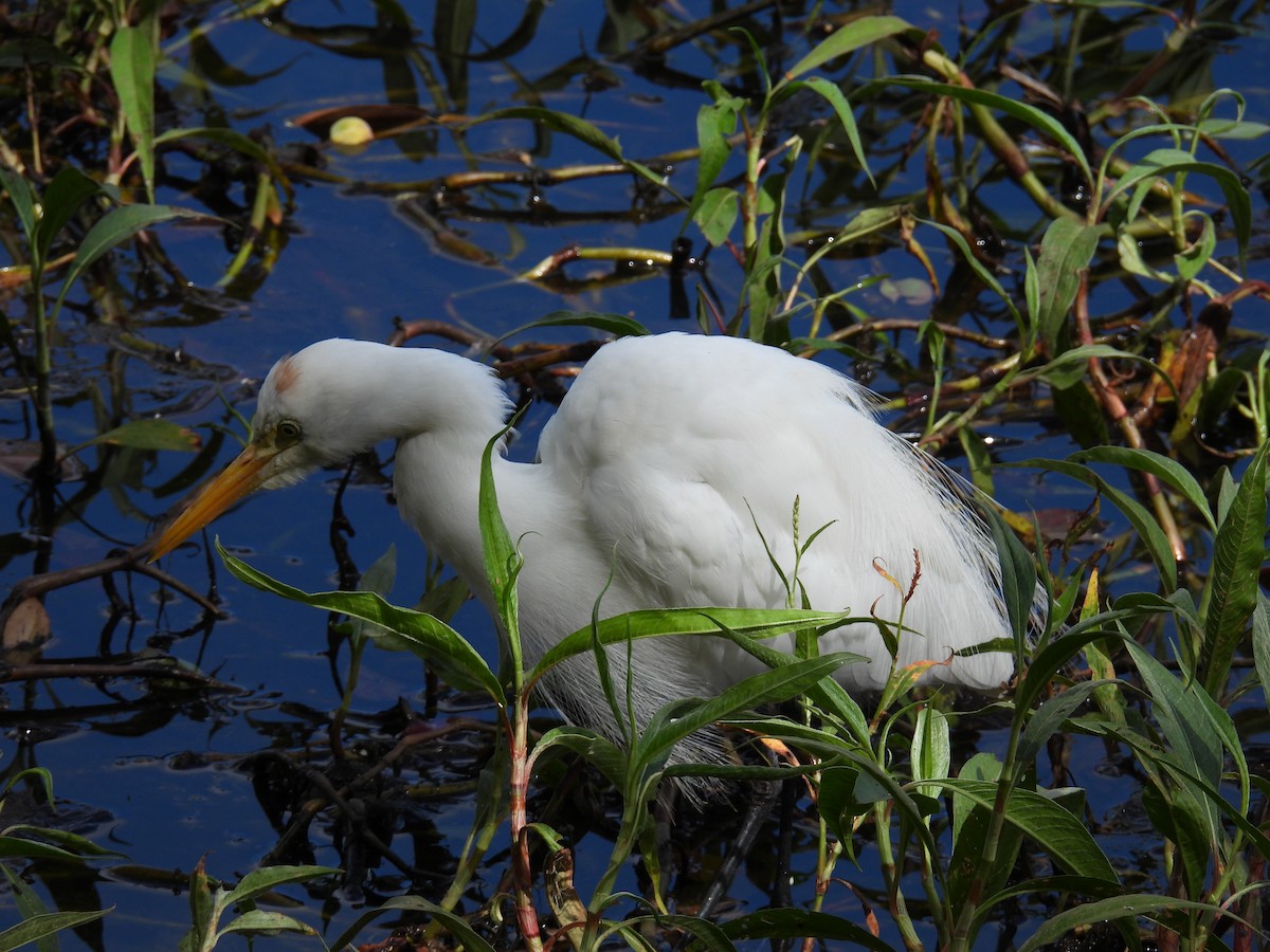 Plumed Egret - ML624144549