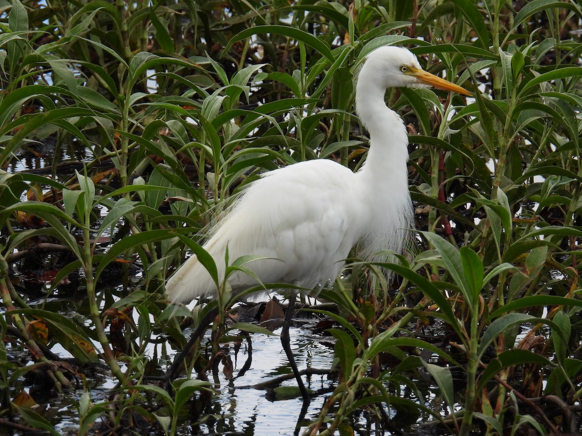 Plumed Egret - Kerry Vickers