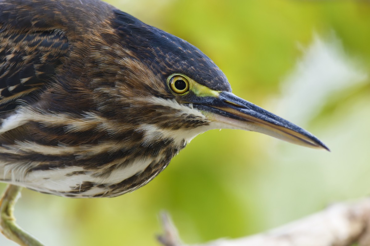 Green Heron - ML624144552