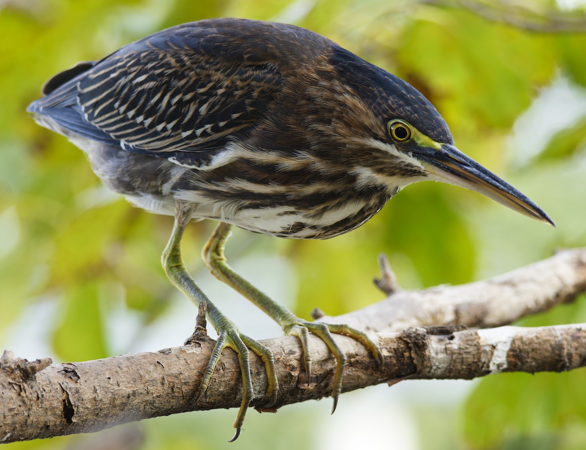 Green Heron - ML624144553