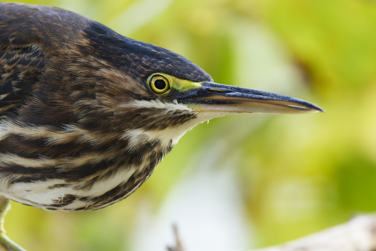 Green Heron - ML624144554