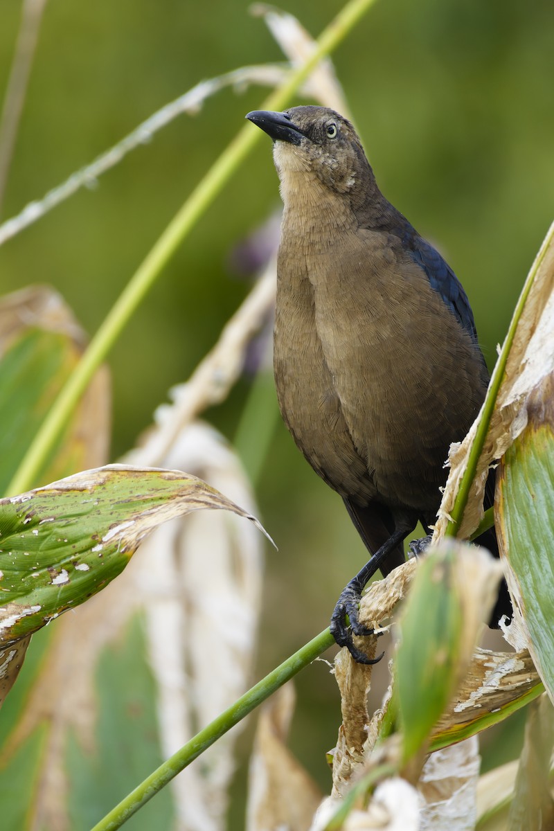 Great-tailed Grackle - ML624144556