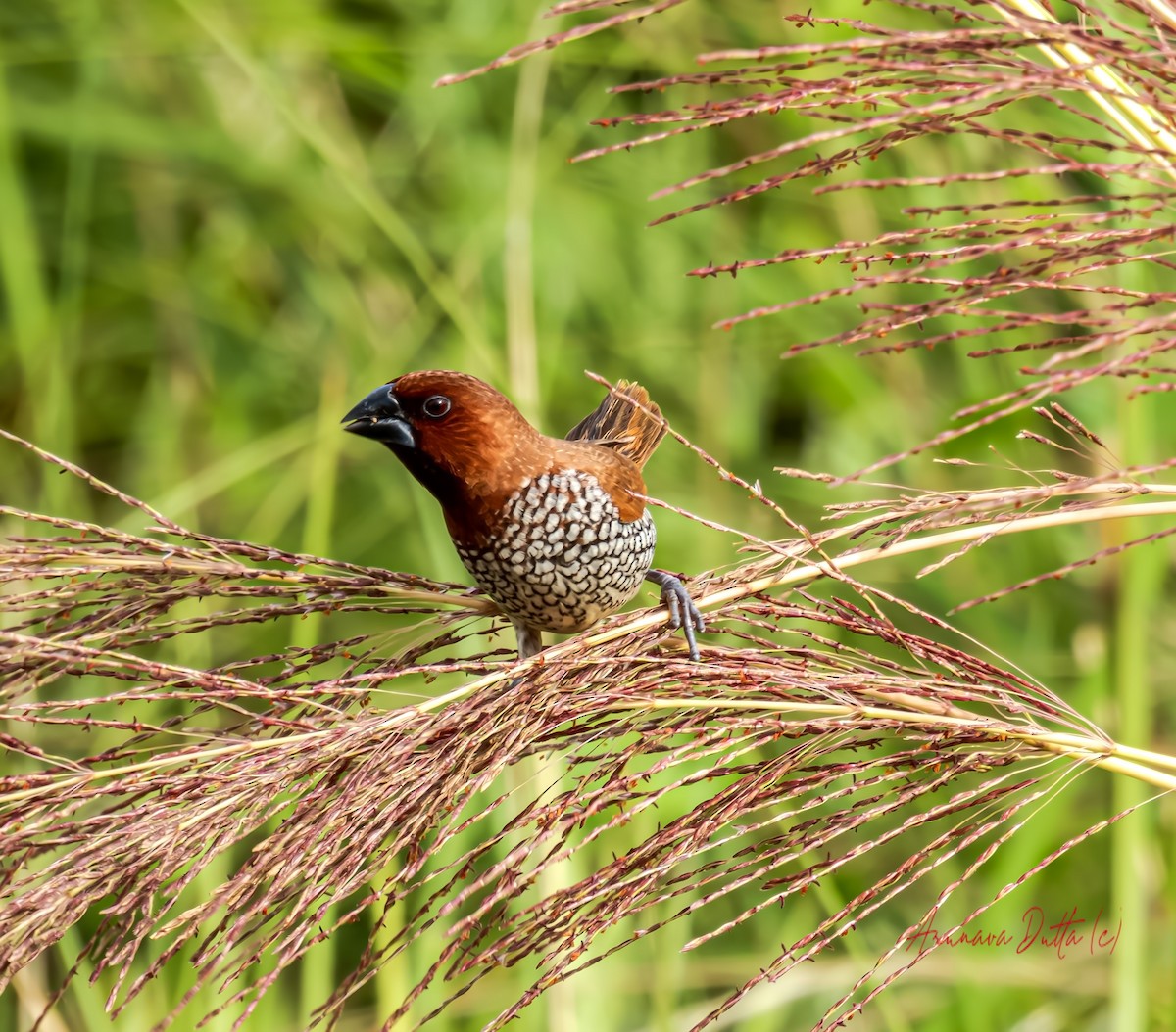 Scaly-breasted Munia - ML624144559