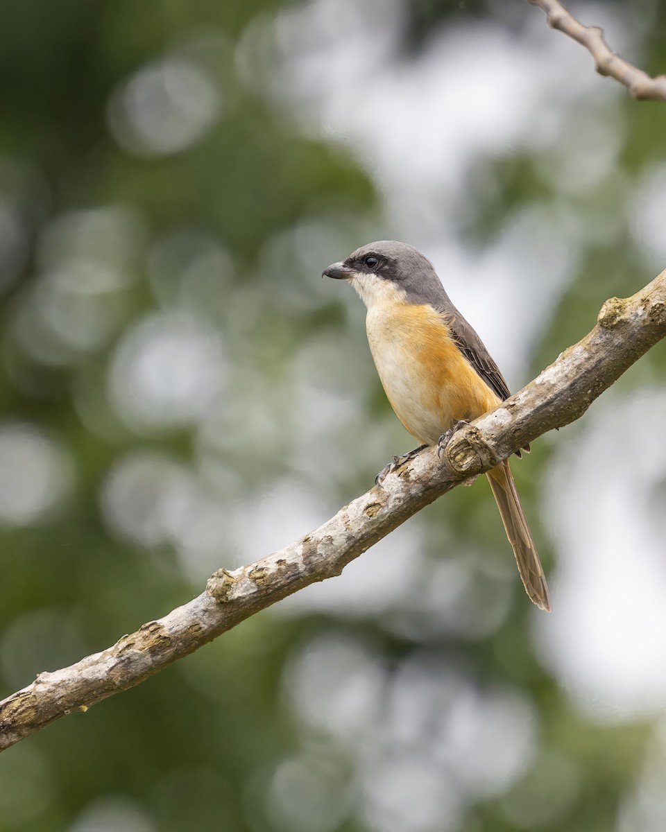 Gray-backed Shrike - Sri Teja