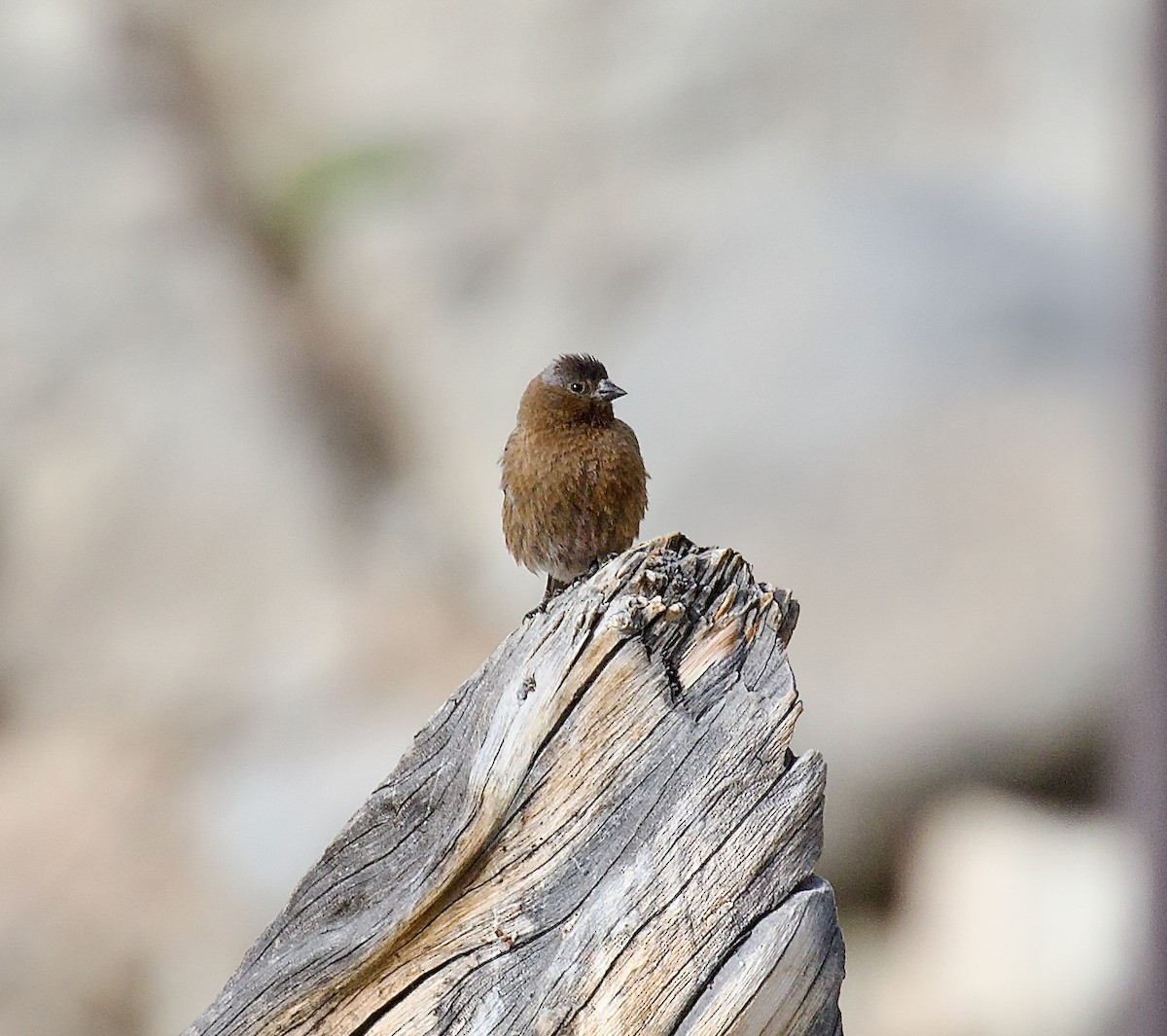 Gray-crowned Rosy-Finch - ML624144561