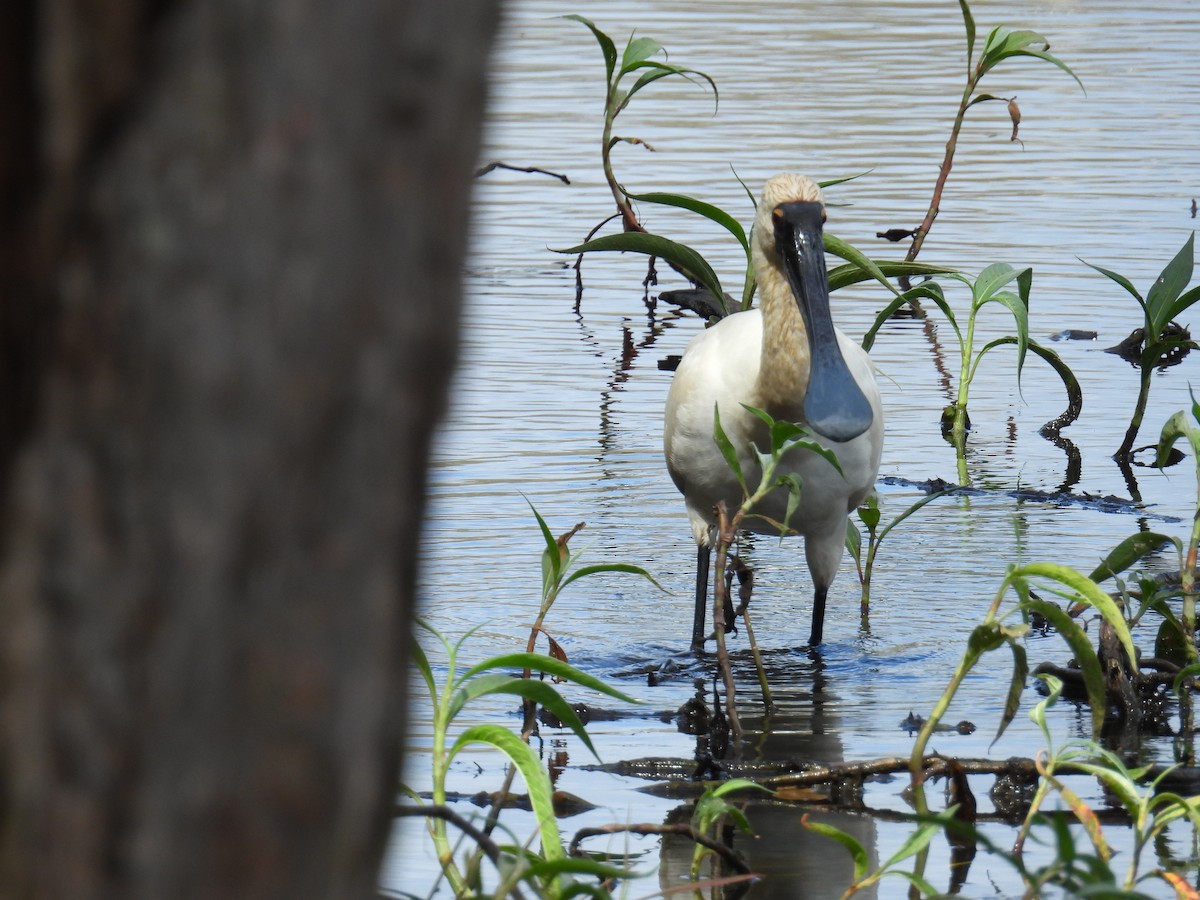 Royal Spoonbill - ML624144562