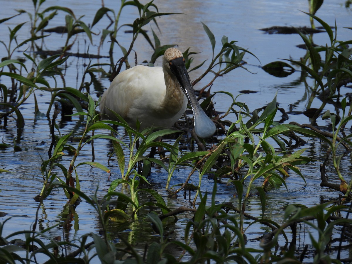 Royal Spoonbill - ML624144563