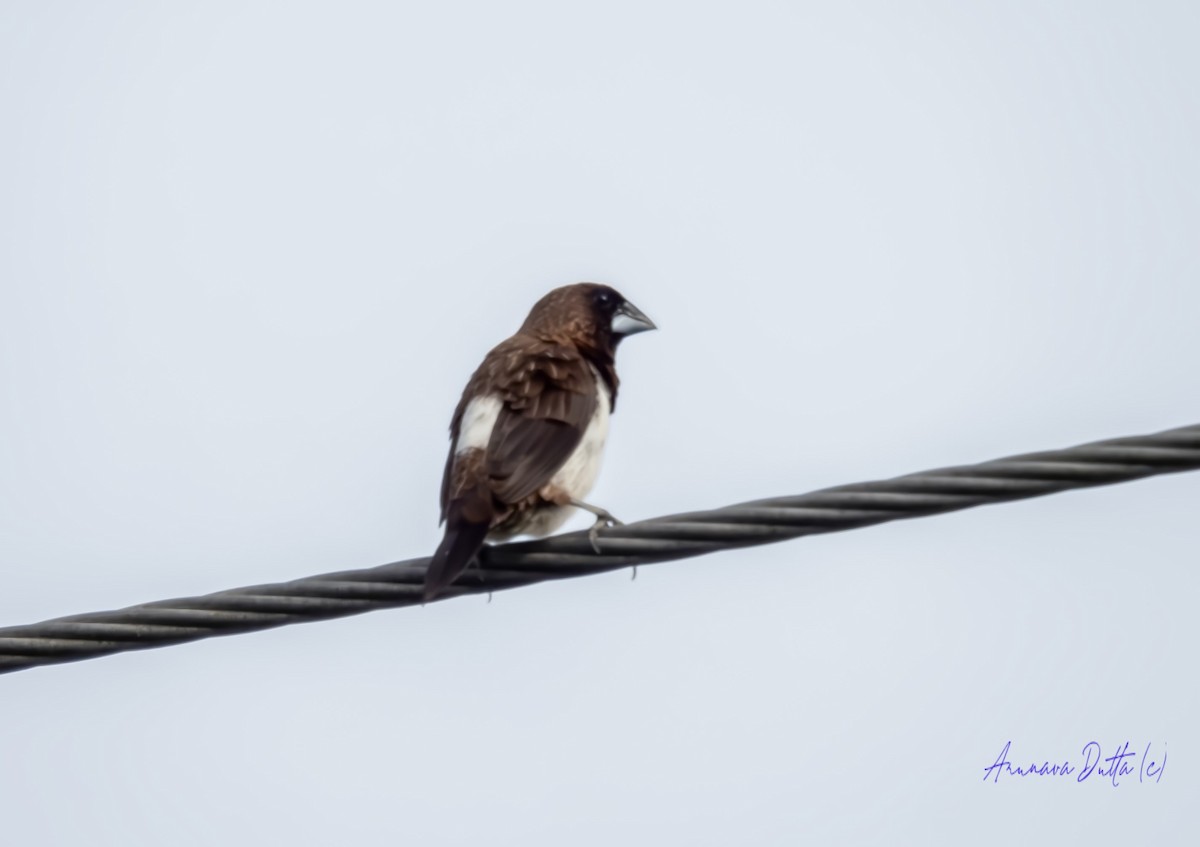 White-rumped Munia - ML624144565