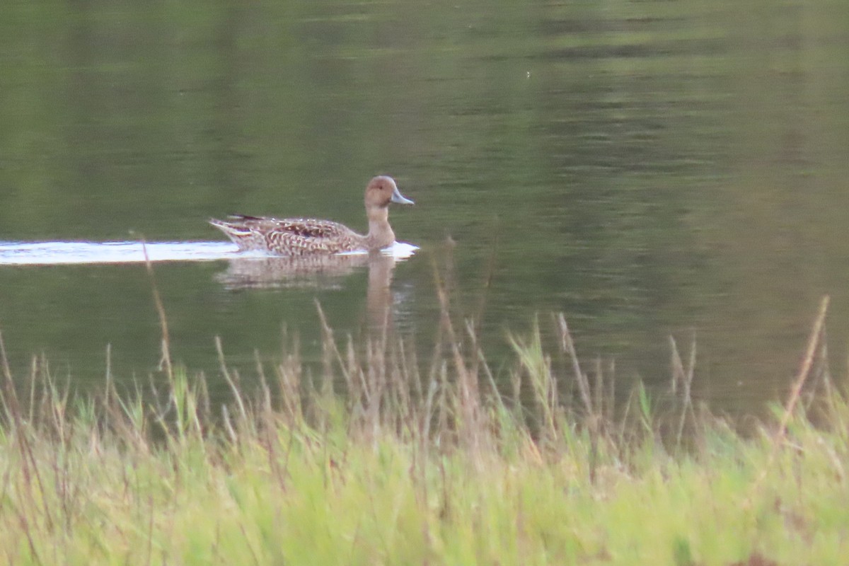 Northern Pintail - ML624144566