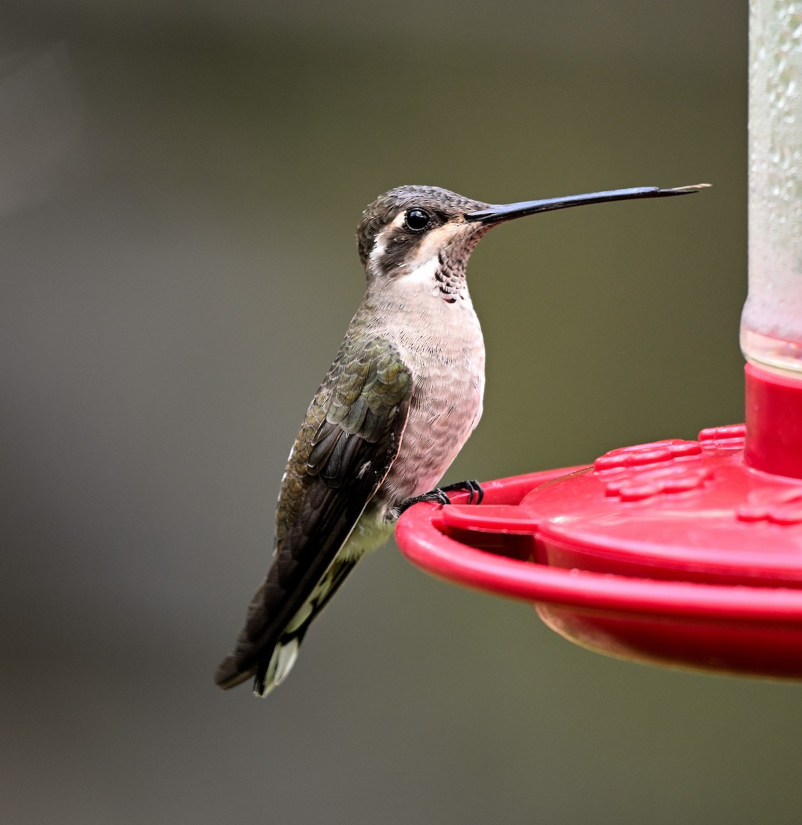 Plain-capped Starthroat - ML624144568