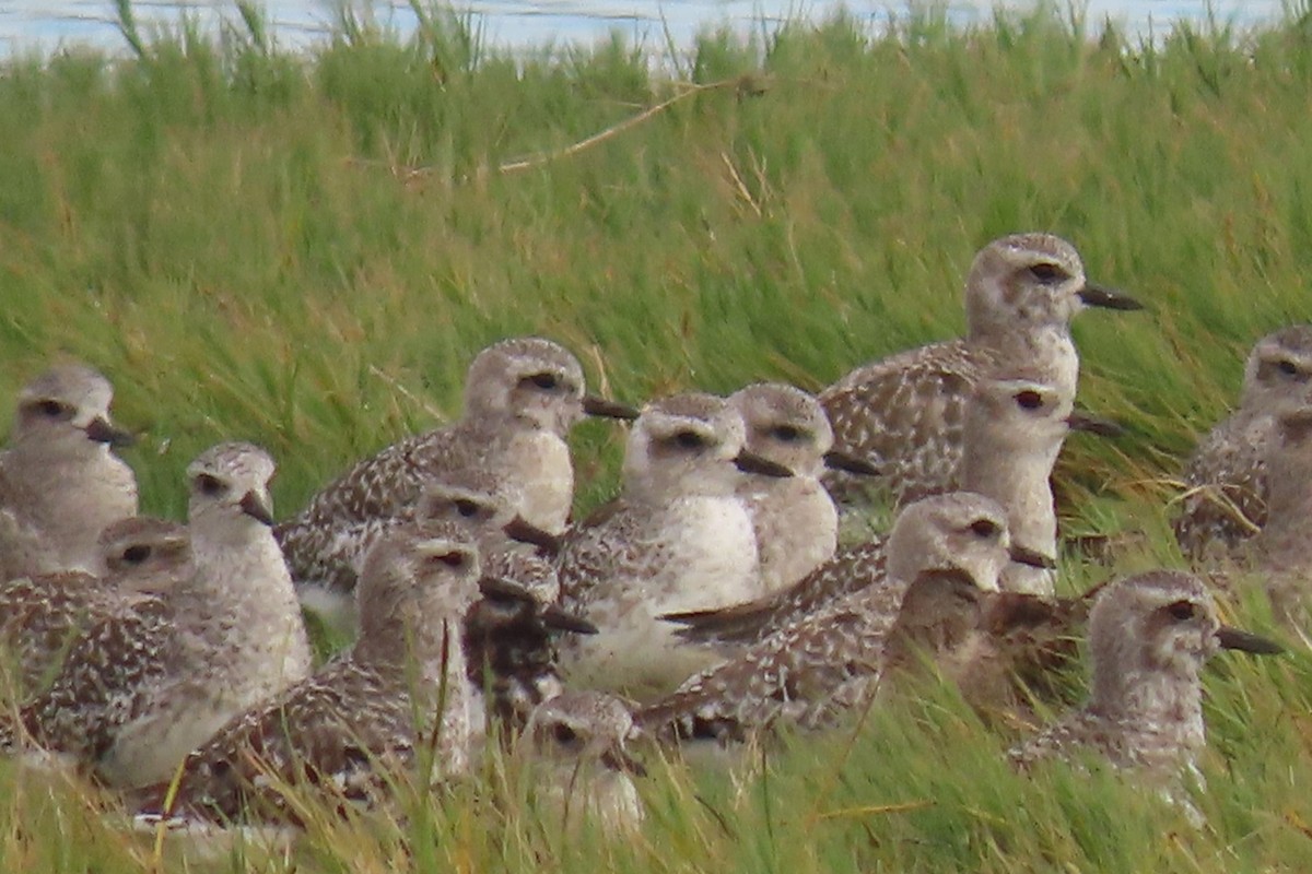 Black-bellied Plover - Marcus Gee