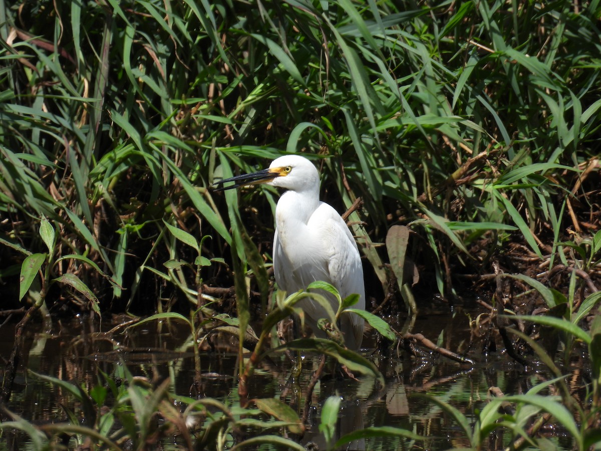 小白鷺 - ML624144570