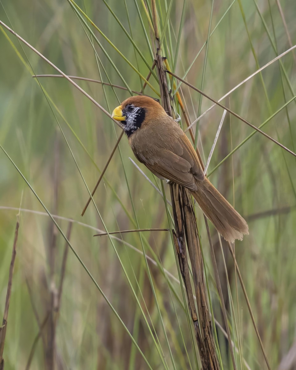 Black-breasted Parrotbill - ML624144573