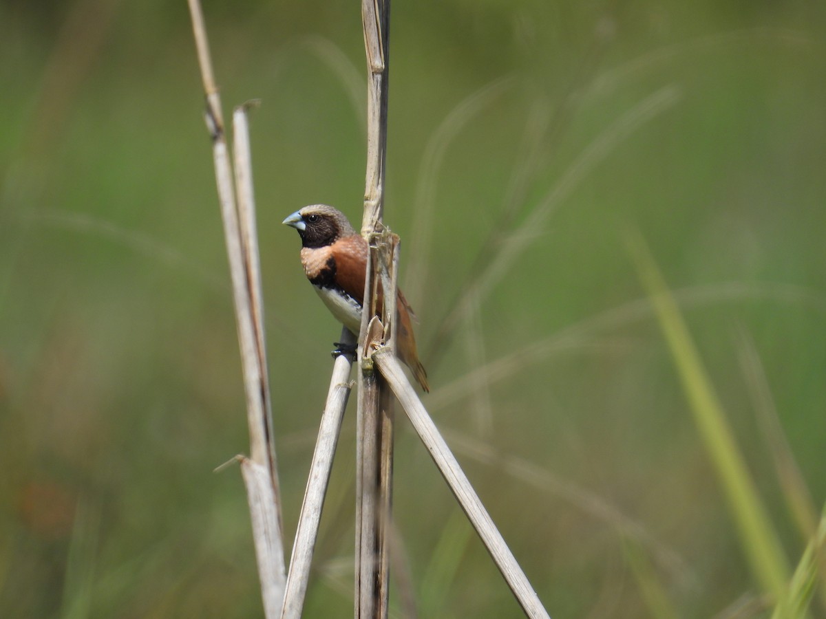 Chestnut-breasted Munia - ML624144577