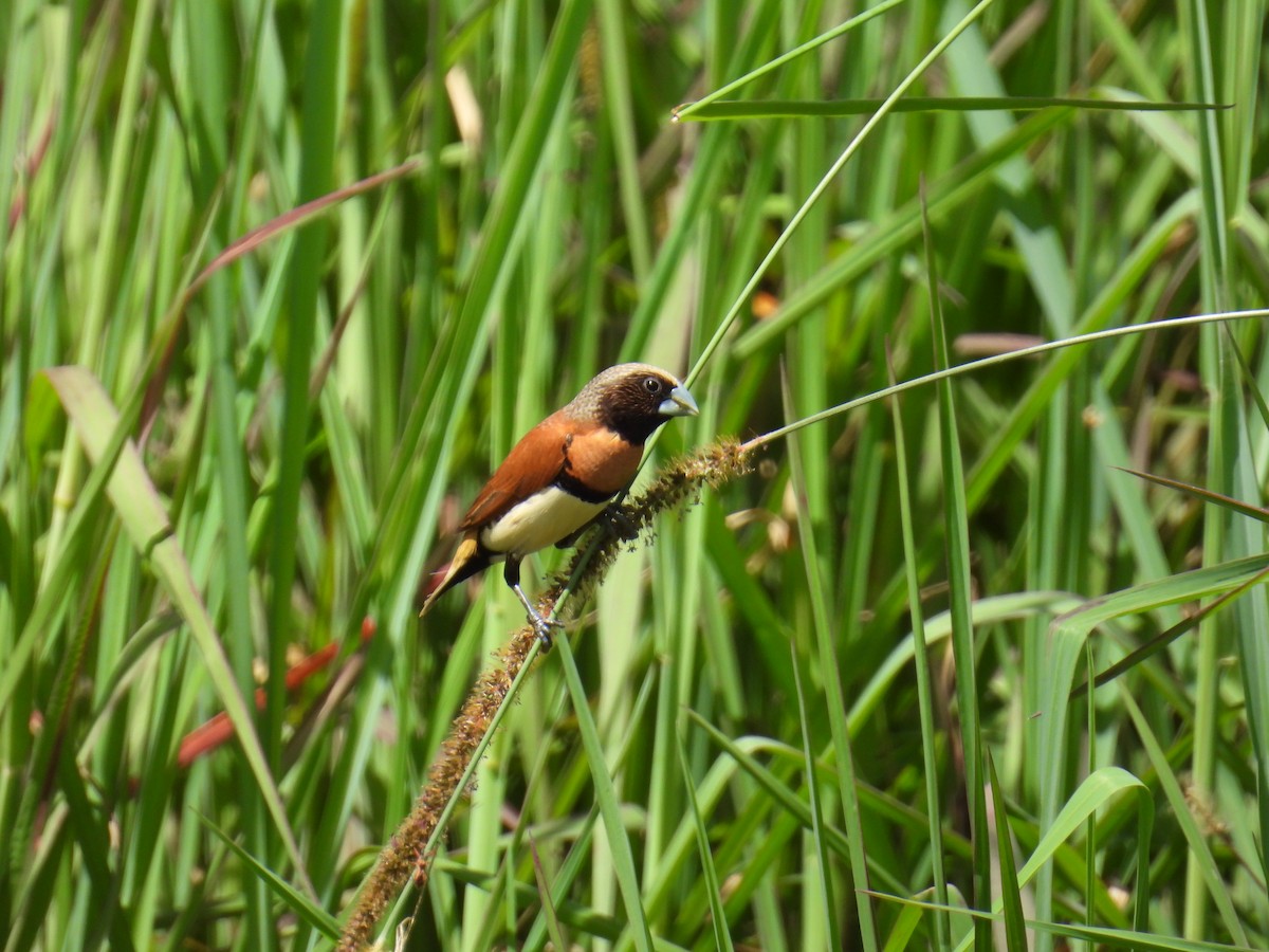 Chestnut-breasted Munia - ML624144578