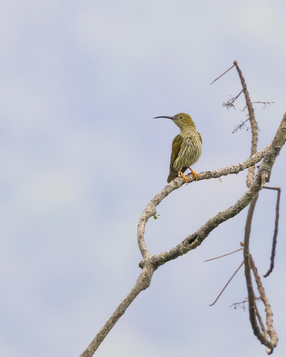 Streaked Spiderhunter - ML624144583