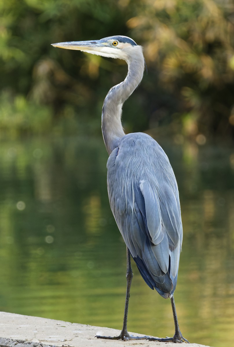 Great Blue Heron - ML624144584