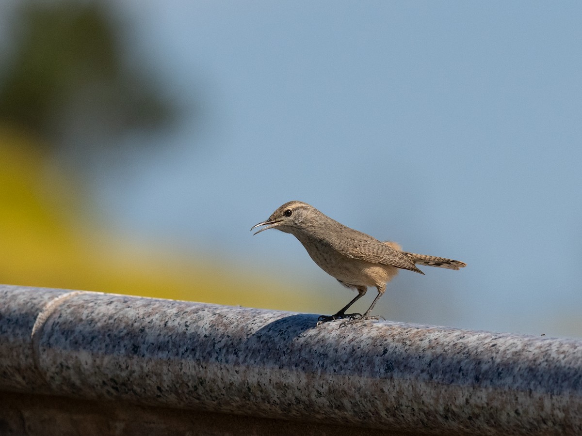 Rock Wren - ML624144585