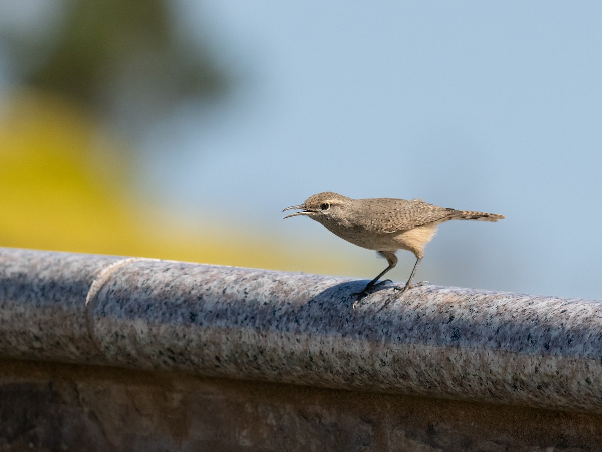 Rock Wren - ML624144586