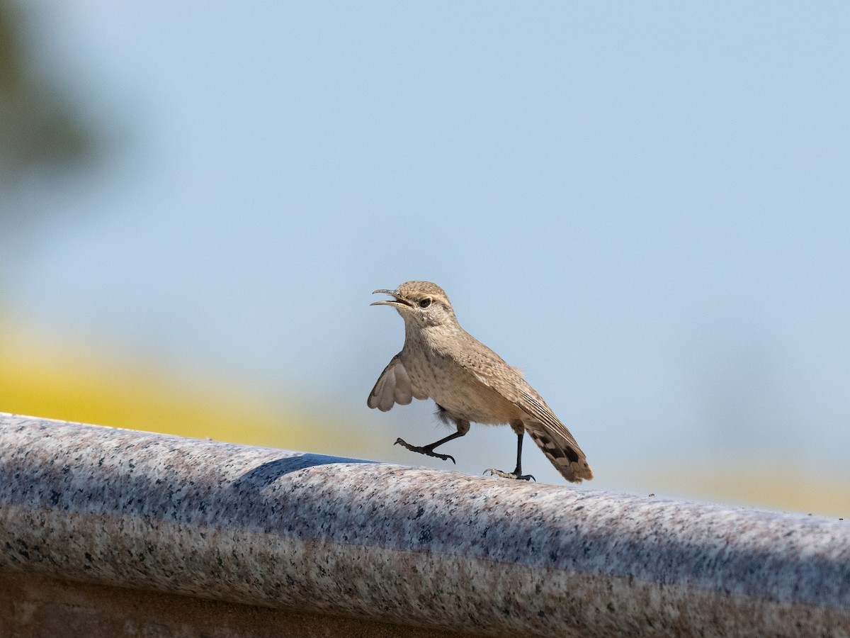 Rock Wren - ML624144587