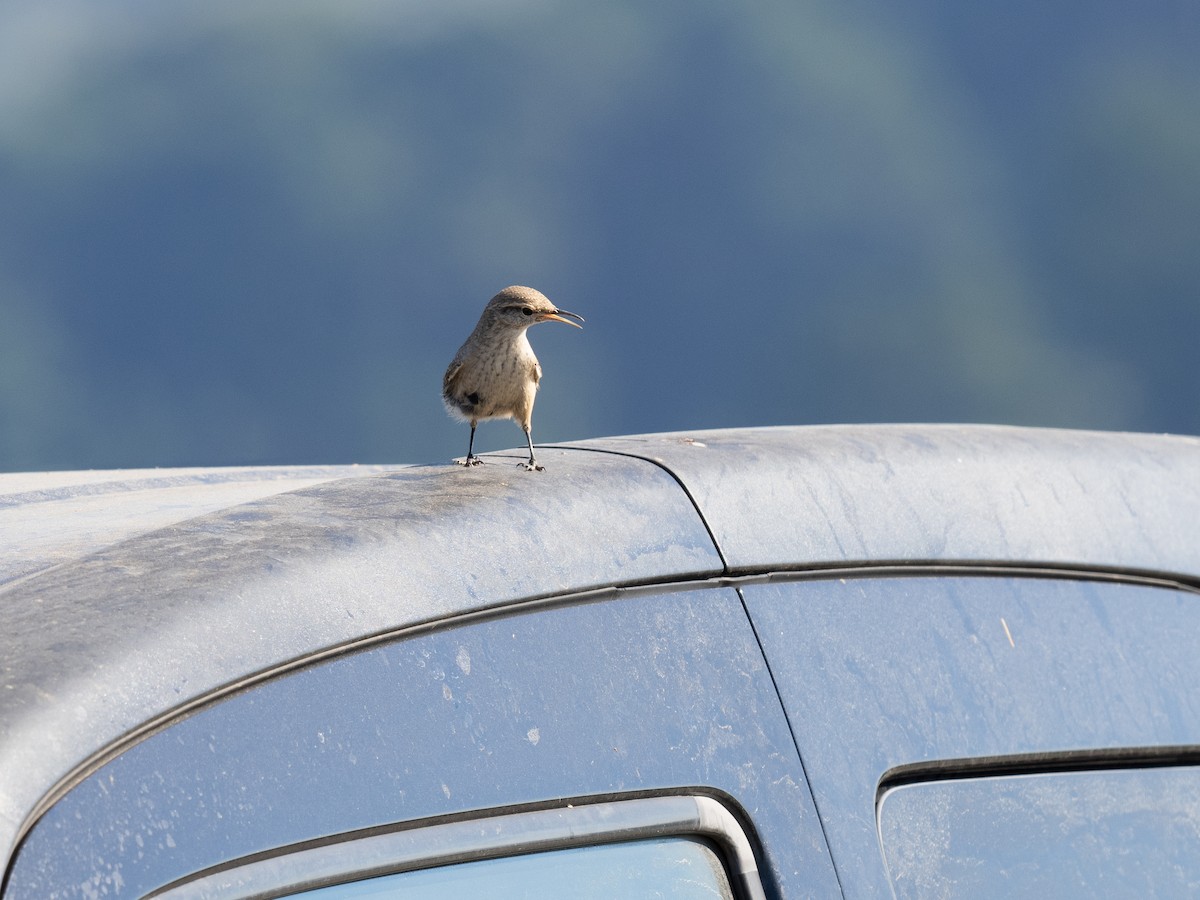 Rock Wren - ML624144588