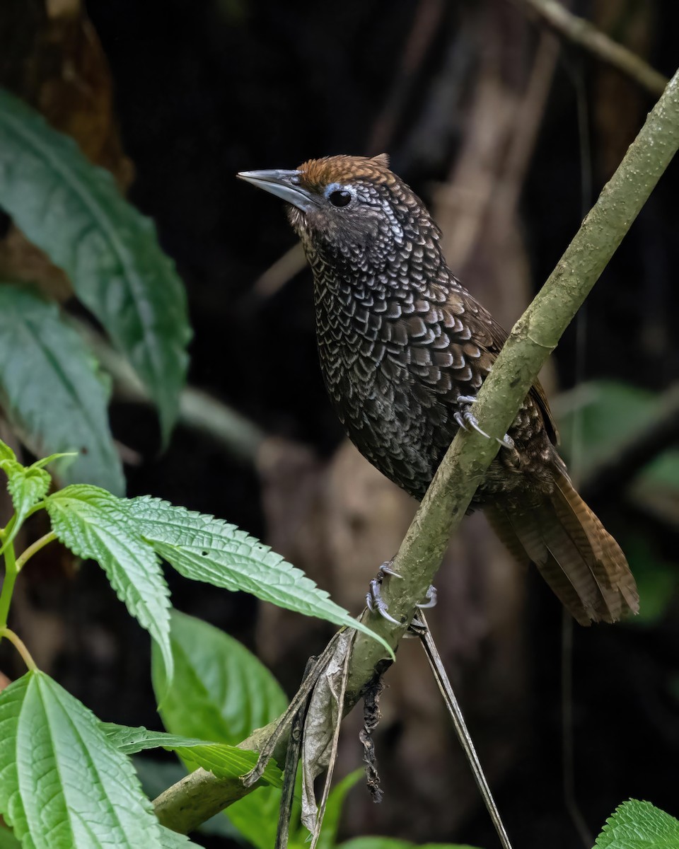 Cachar Wedge-billed Babbler - ML624144590