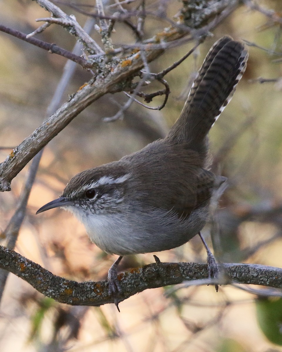 Bewick's Wren - ML624144591