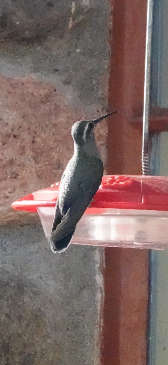 Colibri à gorge bleue - ML624144597