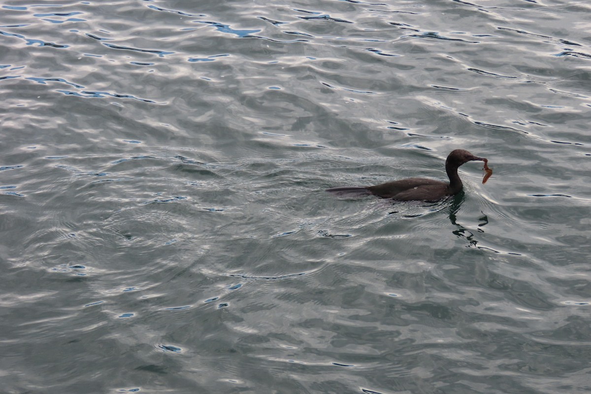 Cormorán Pelágico - ML624144603