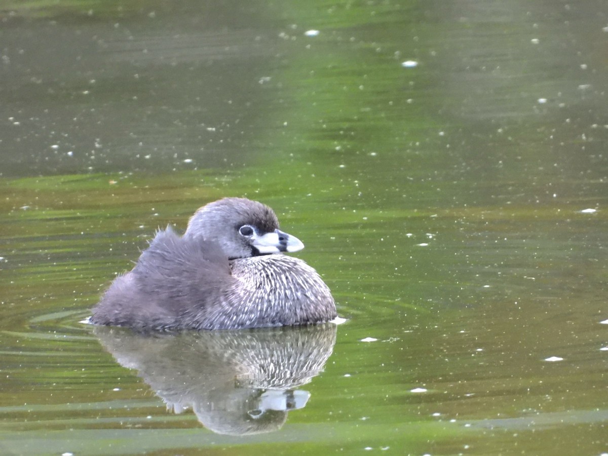 Pied-billed Grebe - ML624144604