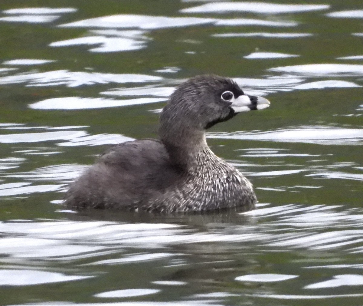 Pied-billed Grebe - ML624144605