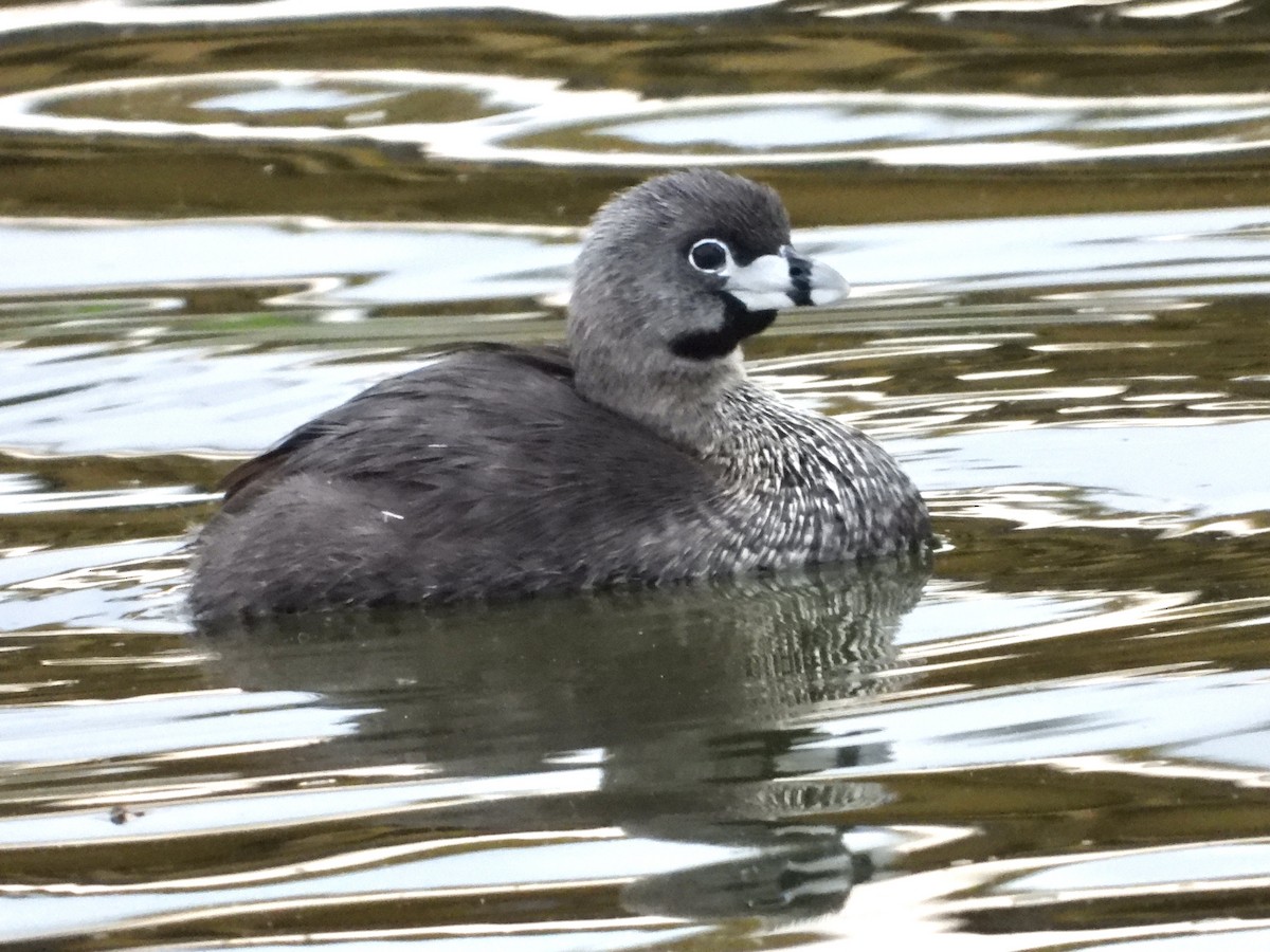 Pied-billed Grebe - ML624144606