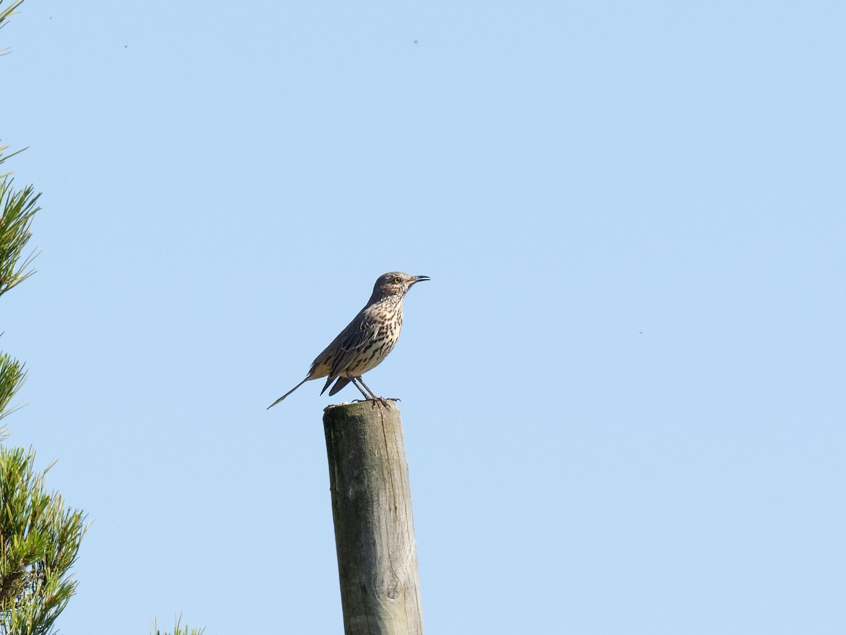 Sage Thrasher - ML624144608