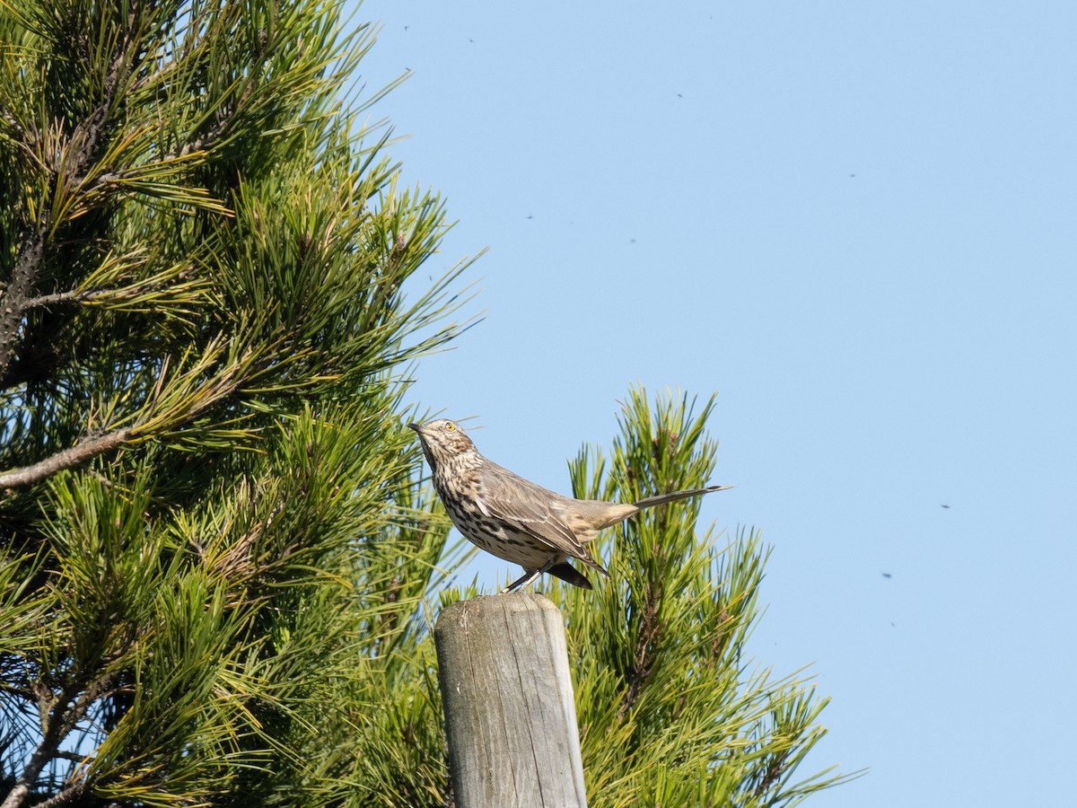 Sage Thrasher - ML624144610