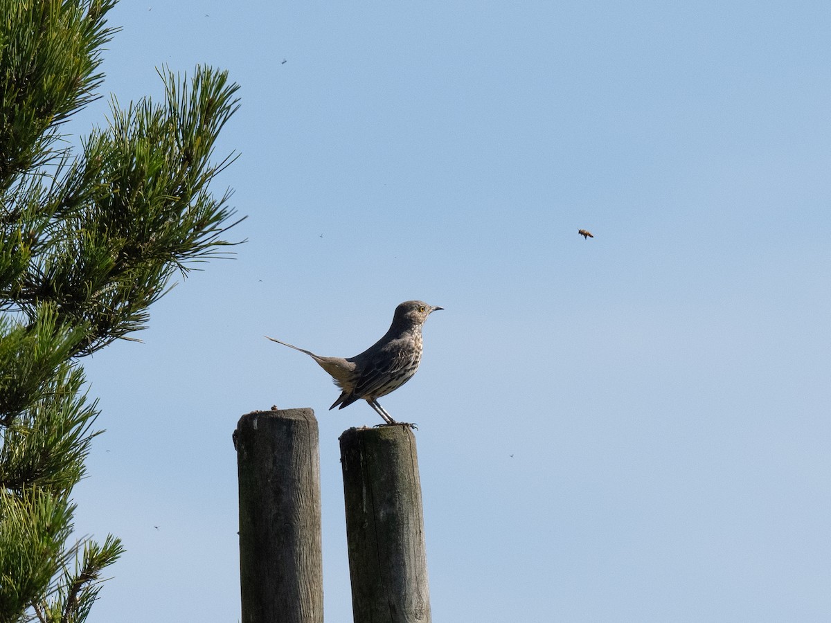 Sage Thrasher - ML624144611