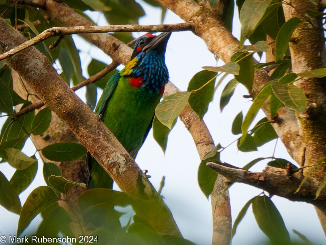 barbet pestrobarvý - ML624144612