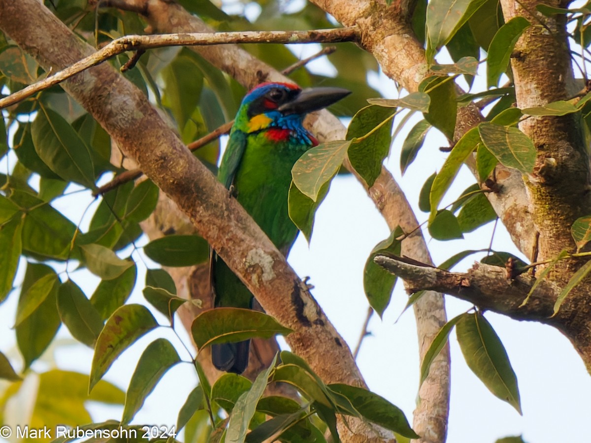 barbet pestrobarvý - ML624144613