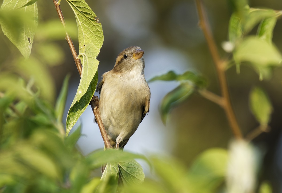 Moineau domestique - ML624144617