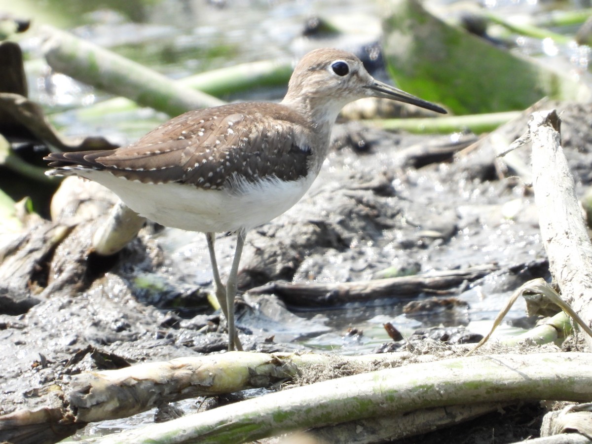 Solitary Sandpiper - ML624144618