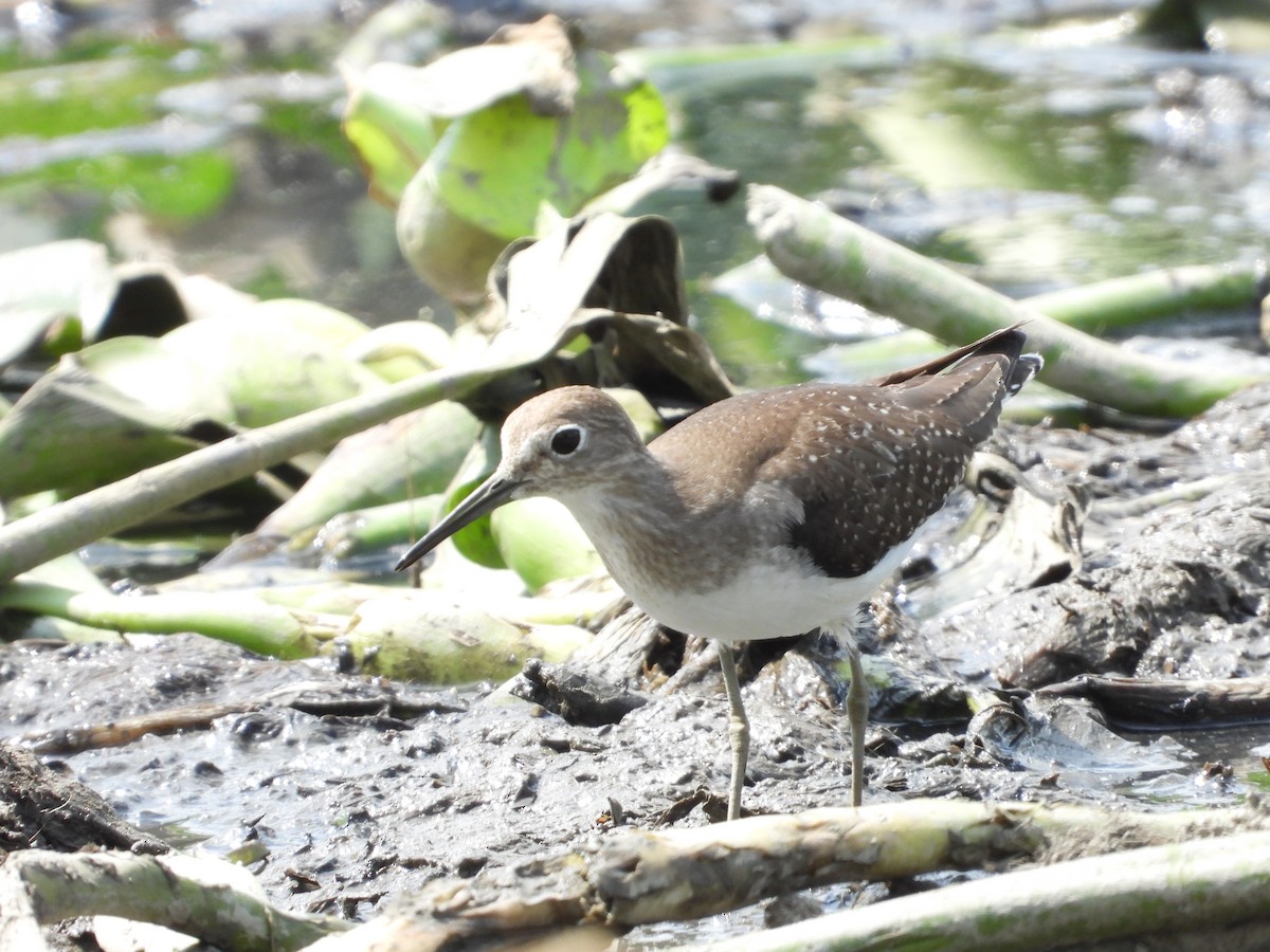 Solitary Sandpiper - ML624144619