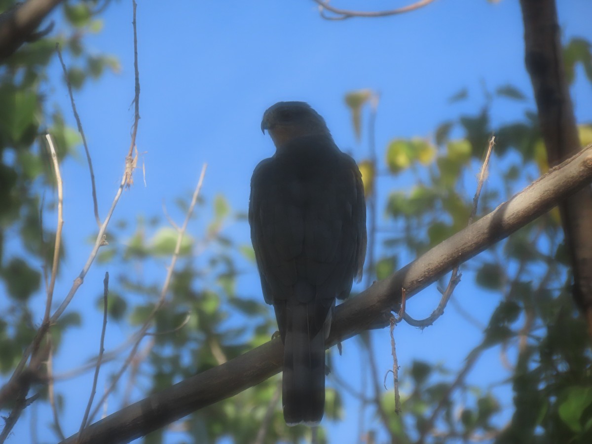 Sharp-shinned Hawk - ML624144620