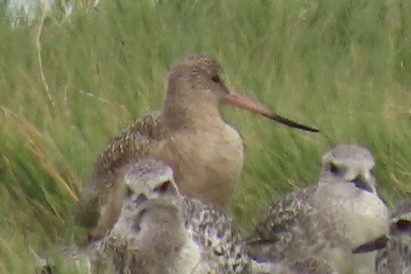 Marbled Godwit - ML624144621