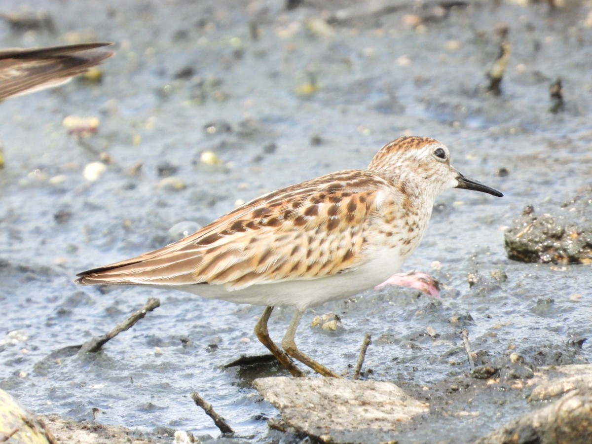 pygmésnipe - ML624144623