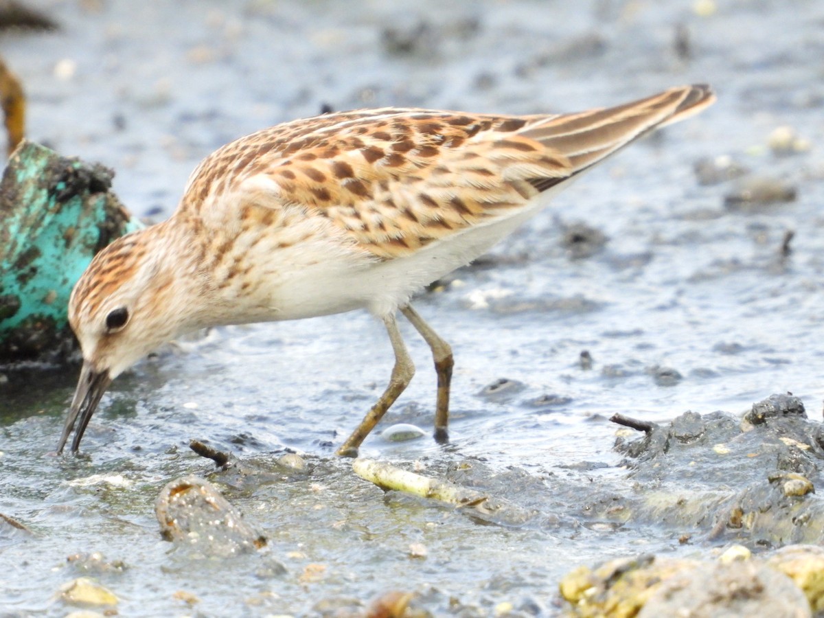 Least Sandpiper - ML624144624