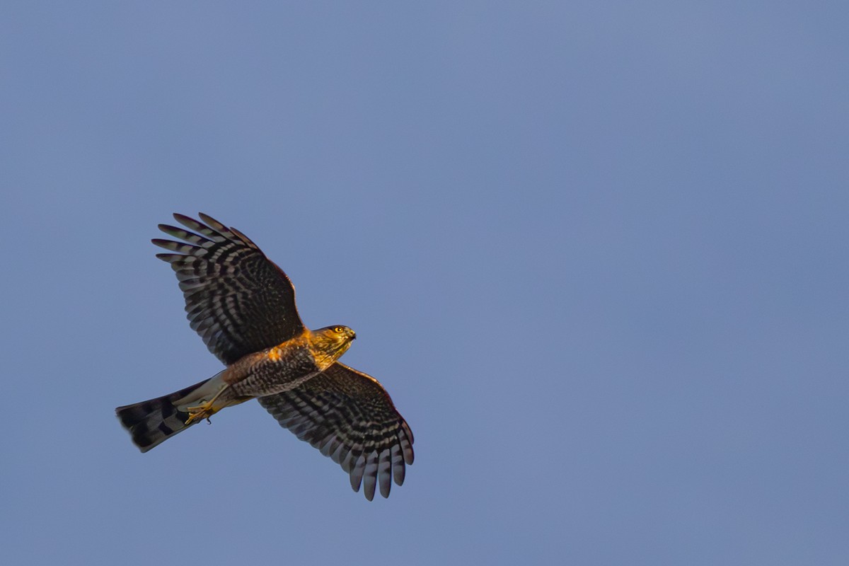 Azor/Gavilán sp.  (Accipiter sp.) - ML624144626